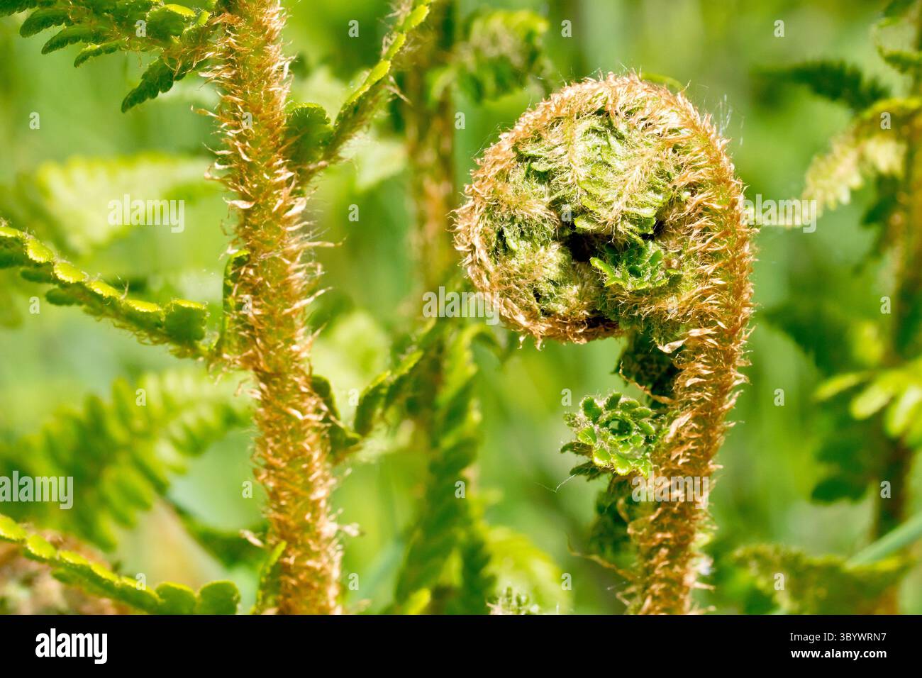 Fougère, peut-être fougère mâle (dryopteris filix-mas), gros plan d'une seule fronde commençant à se dérouler ou à se dérouler au printemps, poussant parmi d'autres fougères. Banque D'Images