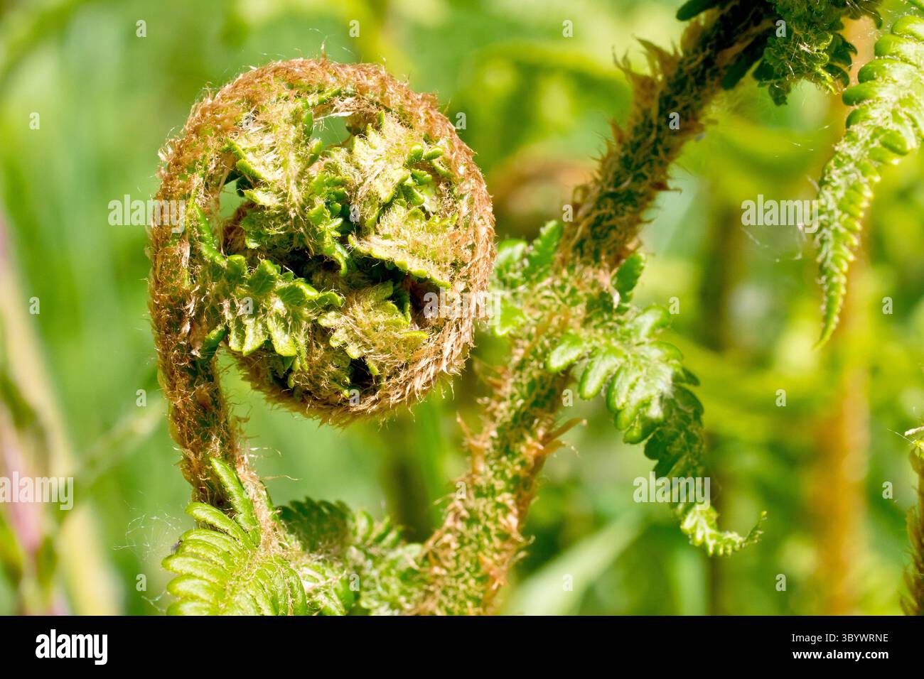 Fougère, peut-être fougère mâle (dryopteris filix-mas), gros plan d'une seule fronde commençant à se dérouler ou à se dérouler au printemps, poussant parmi d'autres fougères. Banque D'Images