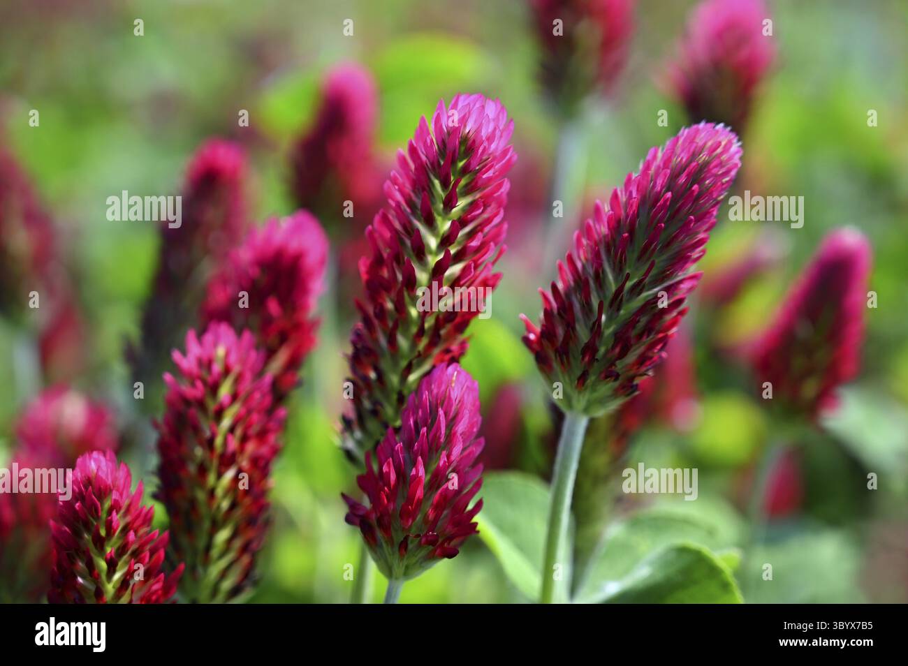Belles fleurs rouges. Printemps nature arrière-plan. Trèfle incarné - Trifolium incarnatum Banque D'Images