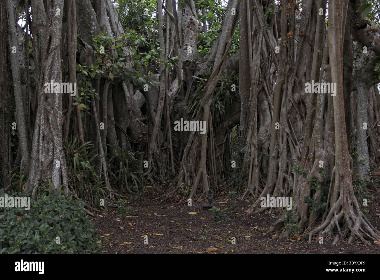 Forêt de bambous et de mangroves dans le sud-est de la Floride. Région de Sarasota Banque D'Images