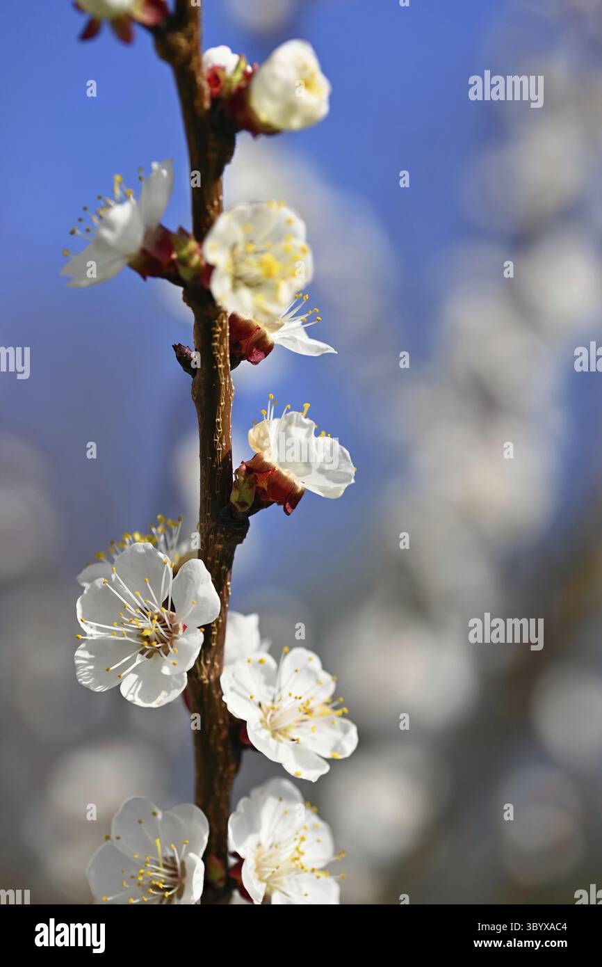 Bel arbre blanc fleuri avec ciel bleu au printemps. Nature et fond de printemps avec des fleurs. (Prunus mume) Banque D'Images