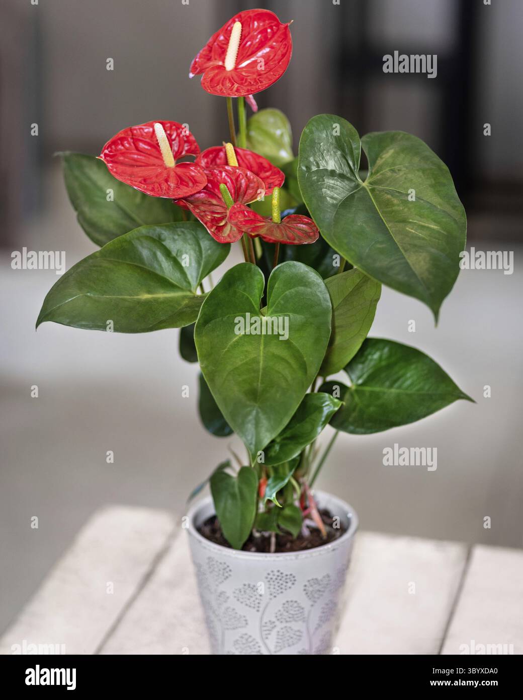 Fleur d'Anthurium Laceleaf rouge dans le pot Banque D'Images