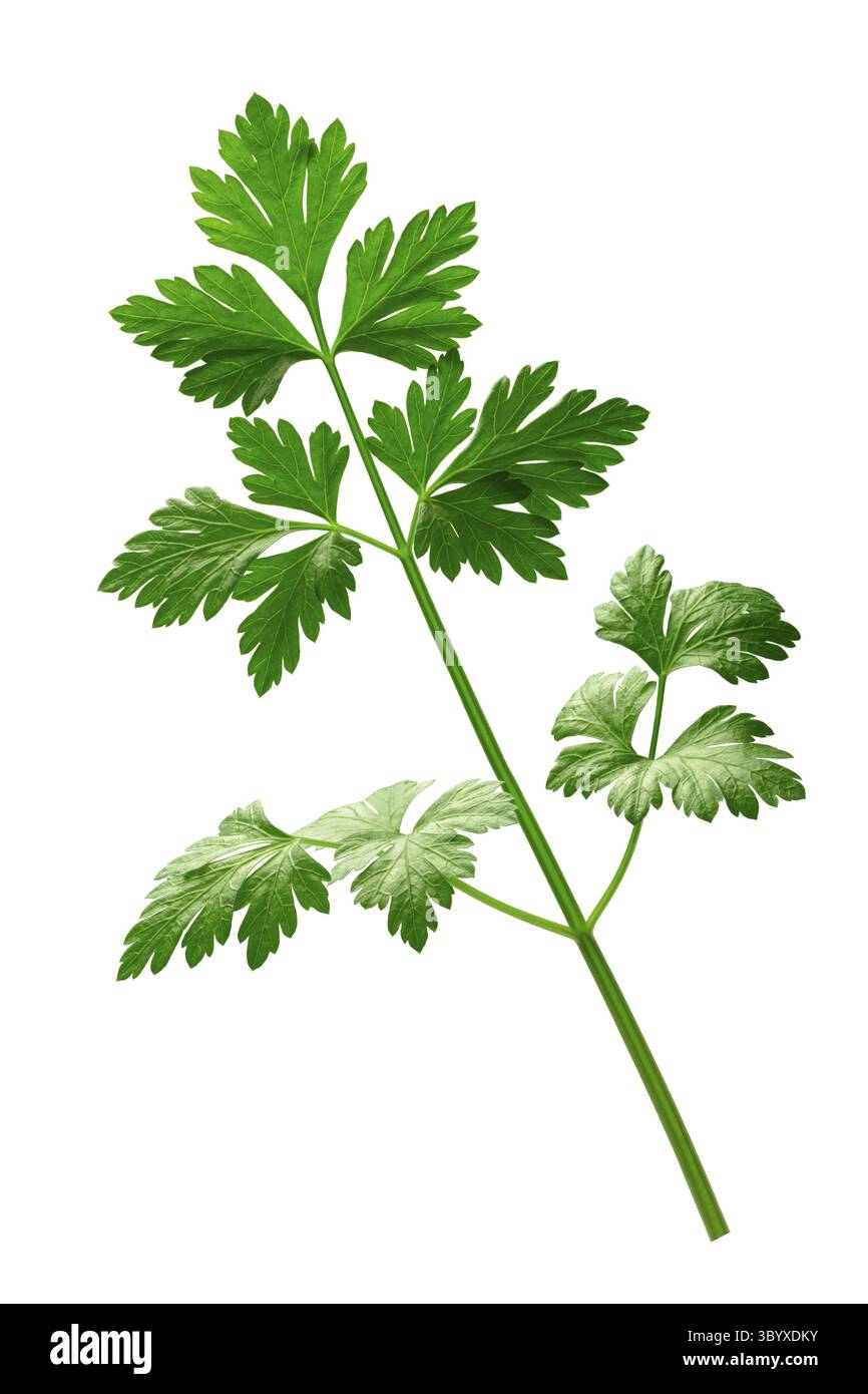 Télévision frais persil à feuilles (Petroselinum crispum). Chemin de détourage, couleur renforcée Banque D'Images