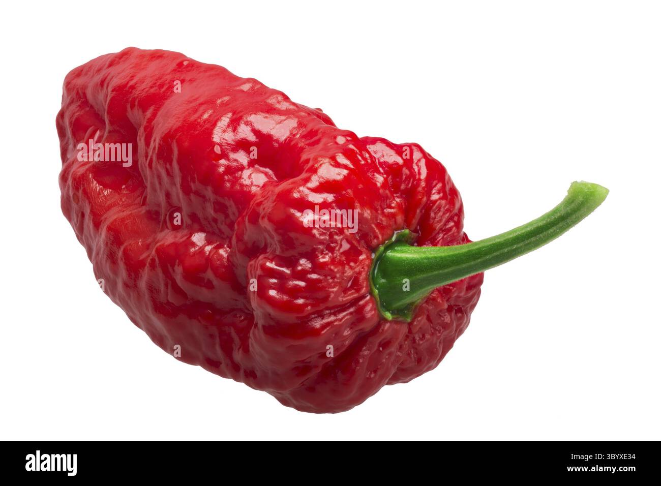 Piment Bhut Jolokia ghost (Capsicum frutescens x hybride Capsicum chinense). Chemins de détourage, shadowless Banque D'Images