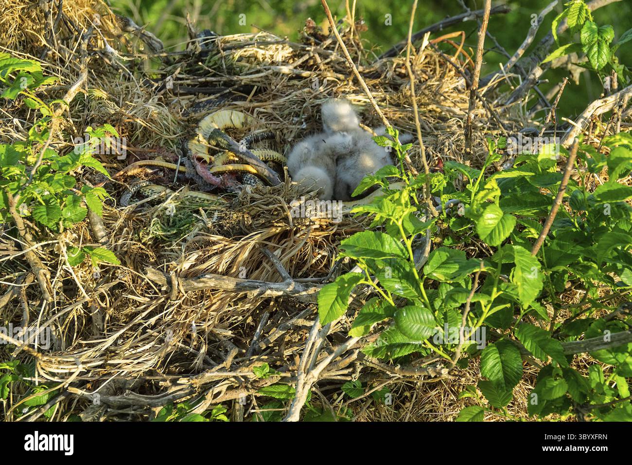 Buzzard à longues pattes (Buteo rufinus) les oisillons ont 5 jours, les yeux des aînés sont ouverts. Les parents ont apporté le serpent des Balkans (Coluber jugularis) comme nourriture. Vue de Banque D'Images