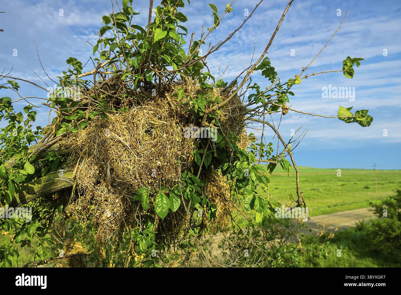 Le Moineau espagnol (passer hispaniolensis) s'est déplacé en Crimée et a construit des nids dans les ceintures forestières. Nids sphériques (matériau de nid de lin sec) sur orme Banque D'Images