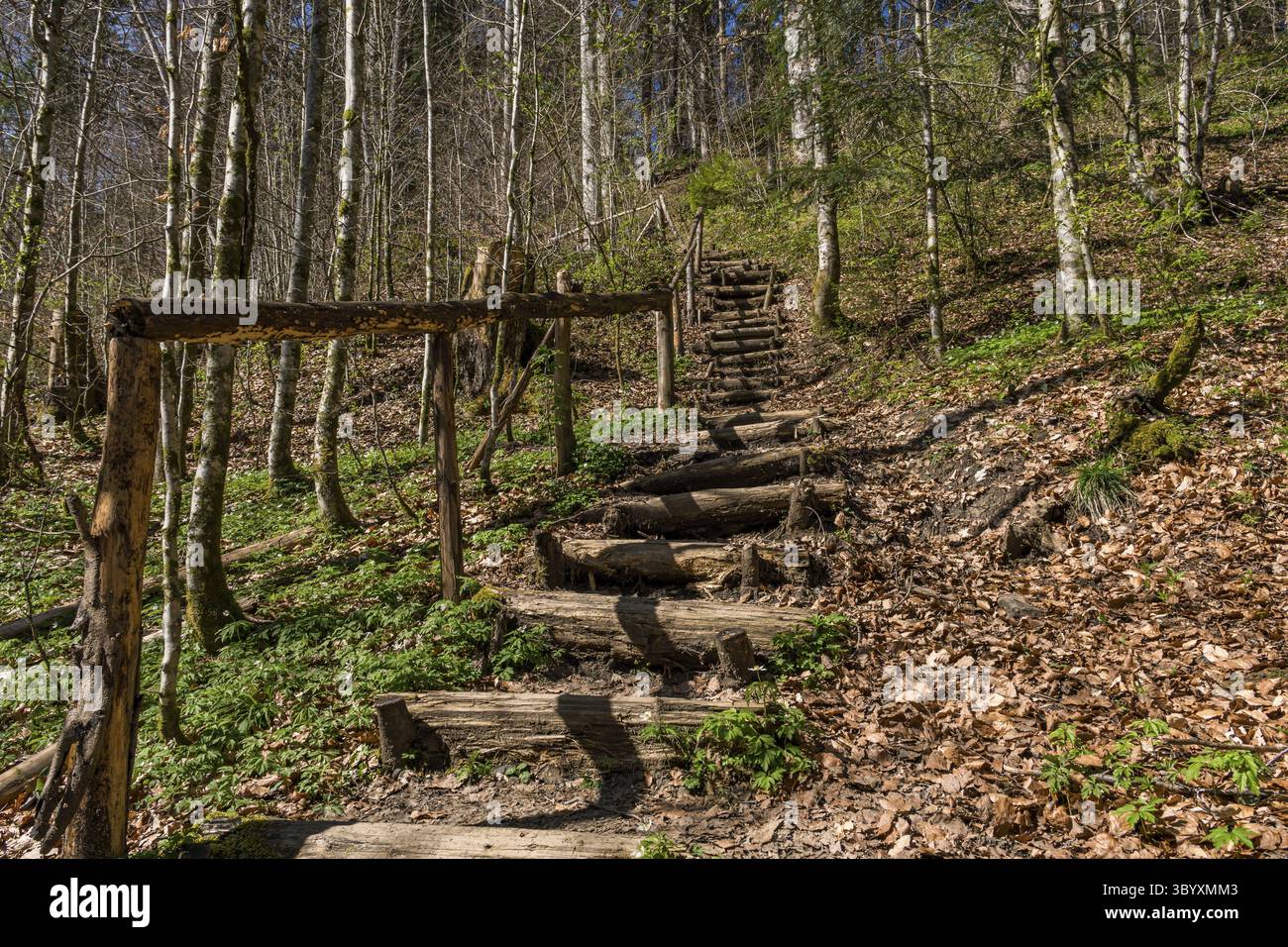 Belle randonnée de printemps à la cascade de Niedersonthofen à travers le Falltobel près de Niedersonthofen dans l'Allgau Banque D'Images