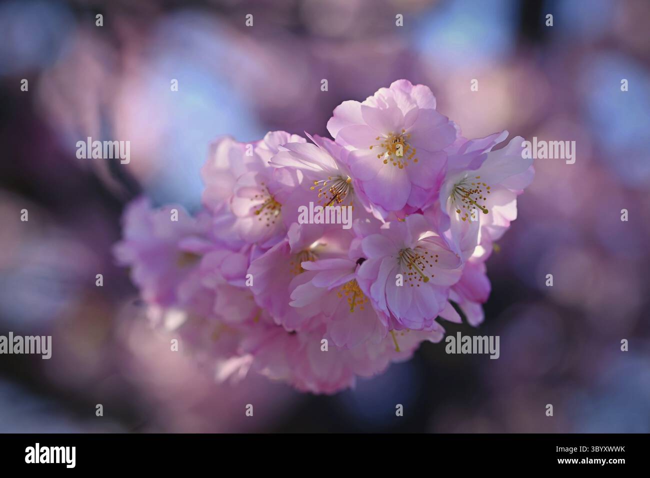 Fond de printemps. Bel arbre printanier coloré en fleurs. Cerise japonaise - Sakura. Arrière-plan de la nature Banque D'Images