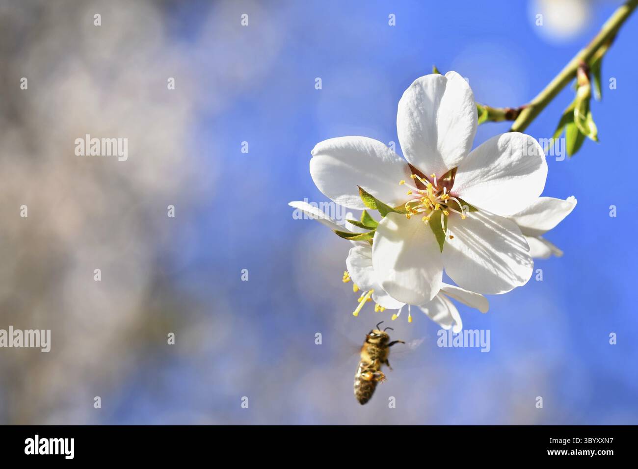 Un arbre magnifiquement fleuri avec une abeille collectant le nectar. Journée de printemps ensoleillée dans la nature. Photo macro avec arrière-plans colorés, naturels et flous Banque D'Images