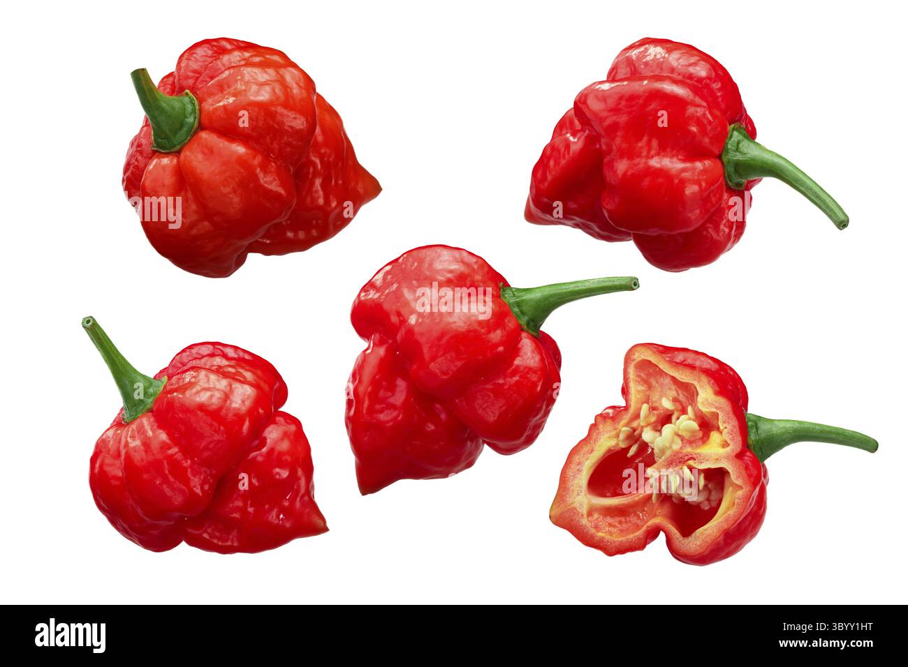 Trinidad Scorpion les piments Capsicum chinense (fruits), ensemble et la moitié des gousses mûres Banque D'Images