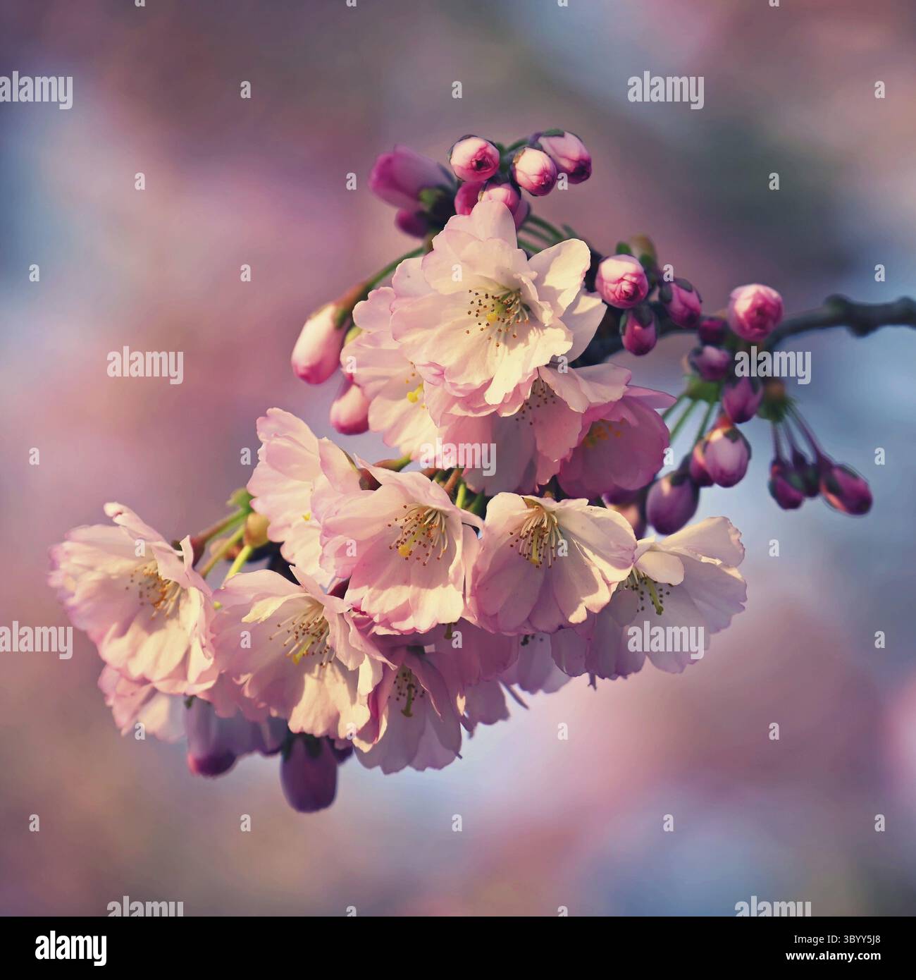 Fond de printemps. Bel arbre printanier coloré en fleurs. Cerise japonaise - Sakura. Arrière-plan de la nature Banque D'Images