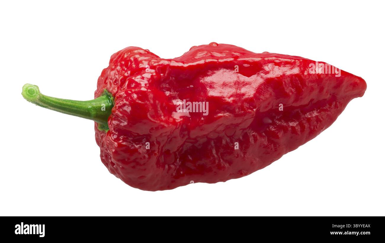 Piment Bhut Jolokia ghost (Capsicum frutescens x hybride Capsicum chinense). Chemins de détourage, shadowless Banque D'Images