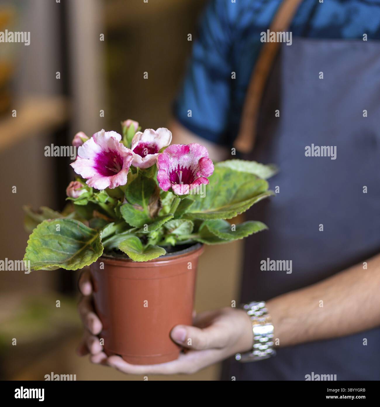 Jardinier tenant une plante florale Banque D'Images