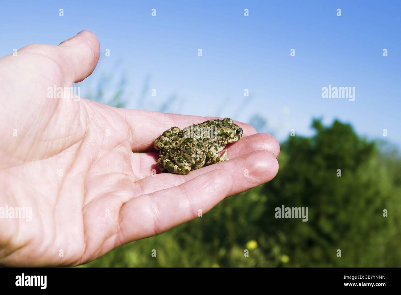 Un jeune crapaud (crapaud variable, Bufo viridis) se cache sur le bras d'un homme. Coloration assimilative (pas dans ce cas) et sécrétions toxiques sur la peau (laver yo Banque D'Images