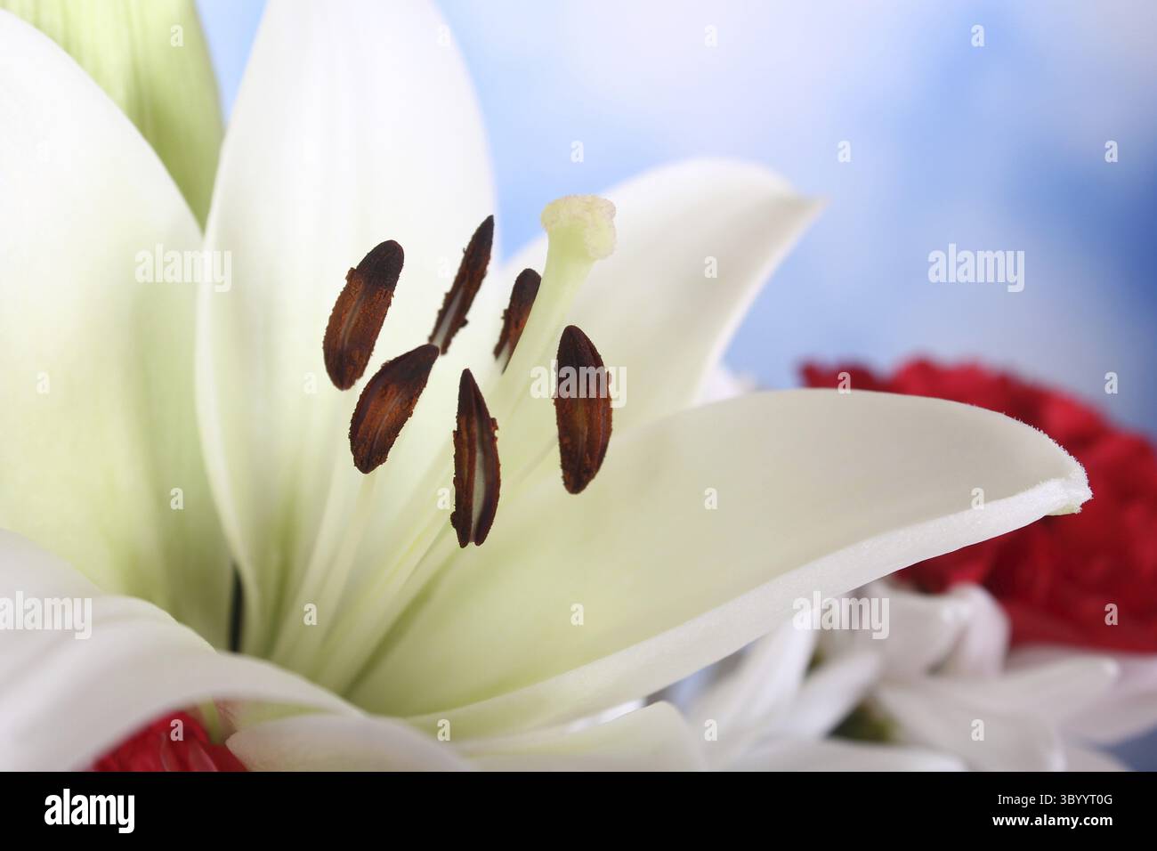 Blanc Pâques Lily gros plan sur bleu DOF peu profond Banque D'Images