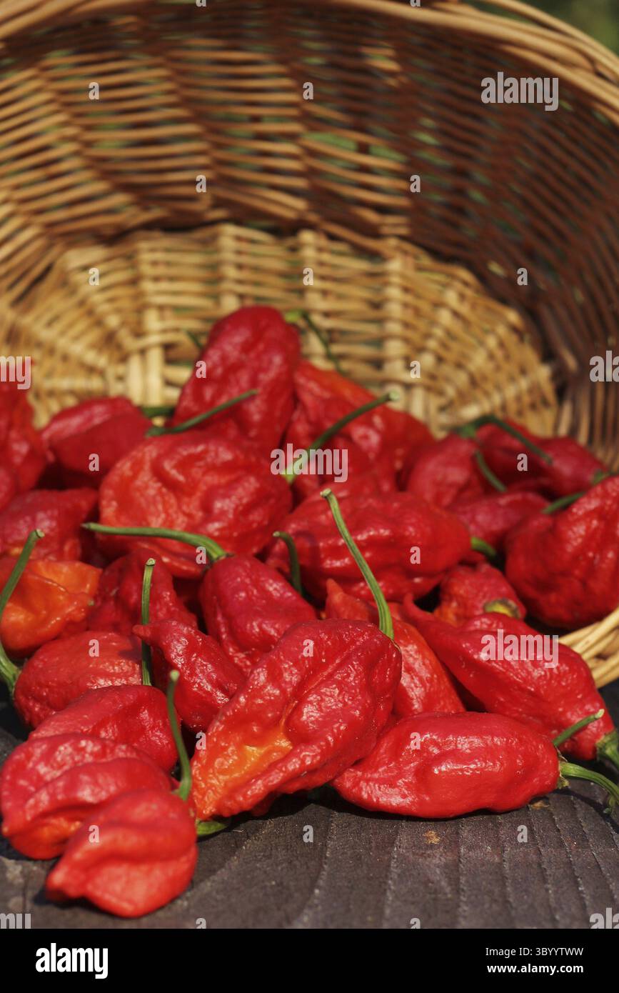 Panier de Bhut Jolokia frais Chili Ghost Peppers à la campagne marché agricole Banque D'Images