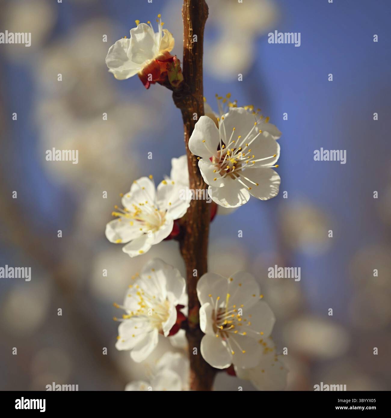 Bel arbre blanc fleuri avec ciel bleu au printemps. Nature et fond de printemps avec des fleurs. (Prunus mume) Banque D'Images
