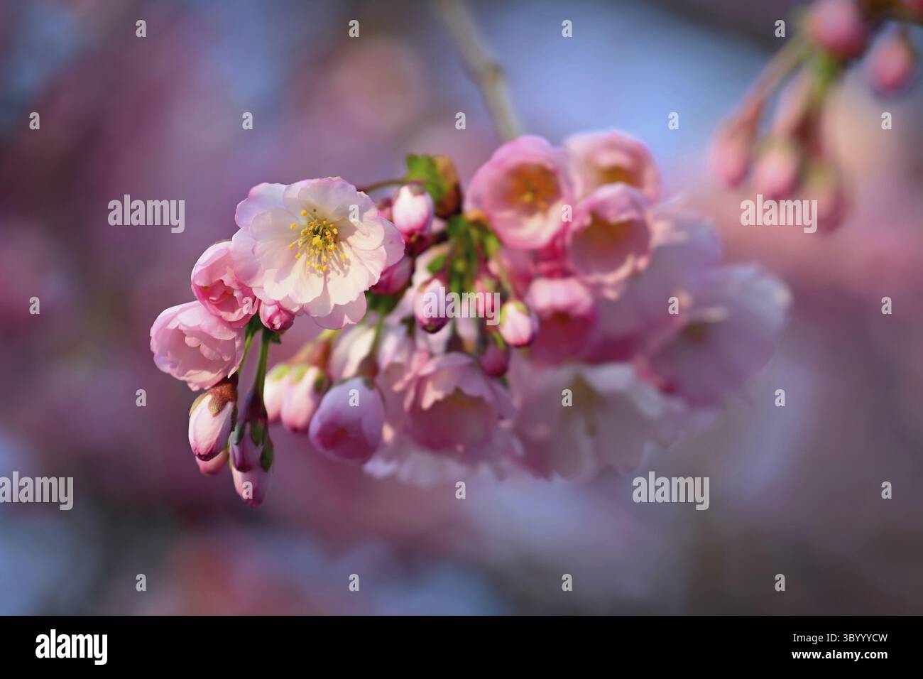Fond de printemps. Bel arbre printanier coloré en fleurs. Cerise japonaise - Sakura. Arrière-plan de la nature Banque D'Images