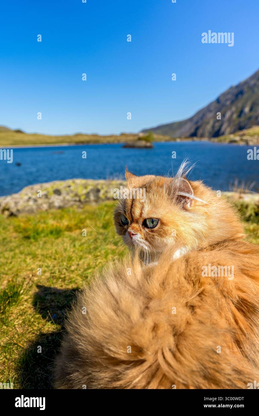 Chat Golden British Longhair arpentant un lac de montagne tranquille avec un œil espiègle sous une étendue de ciel bleu clair Banque D'Images