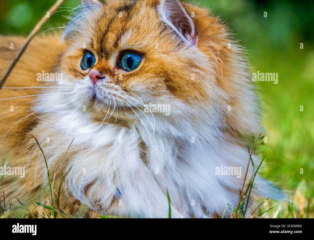 Golden (ny11) British Longhair Cat aux yeux bleu-vert et à la fourrure luxuriante reposant à l'extérieur Banque D'Images