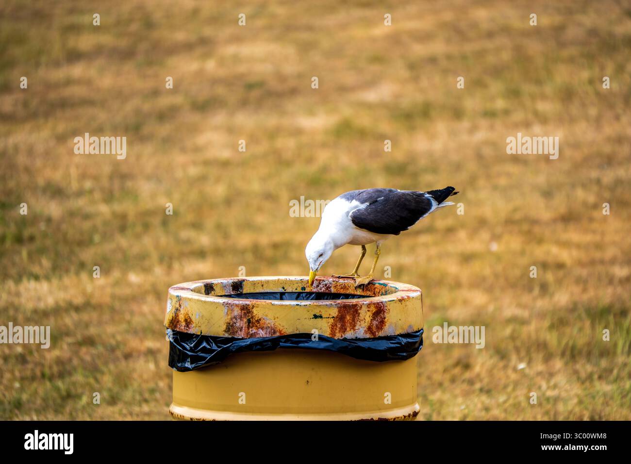 Recherche de mouettes dans Rusty Bin dans les prairies sèches Banque D'Images