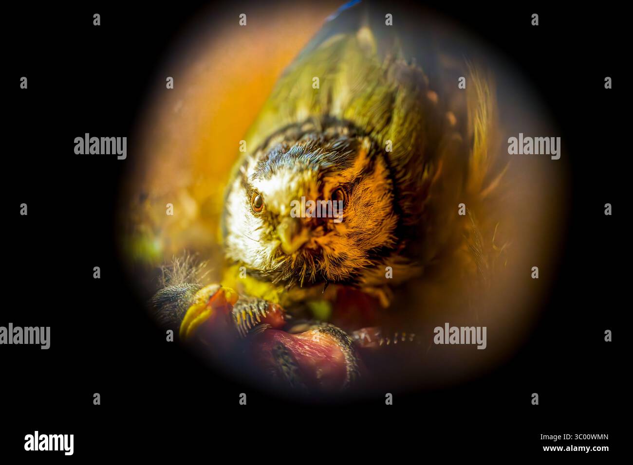 Blue Tit in Nest with Chicks — vue rapprochée à travers le trou du nid Banque D'Images