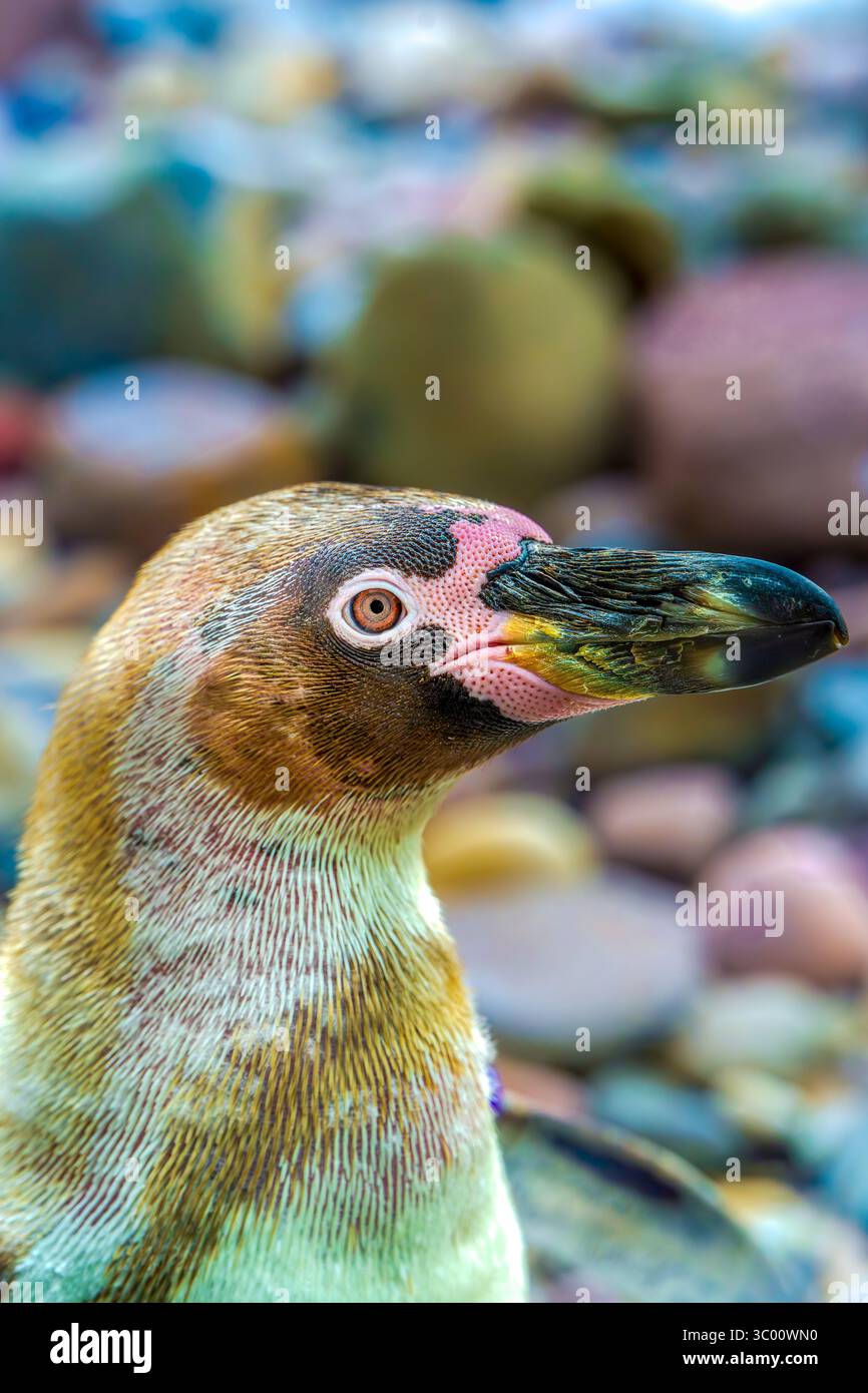 Manchot de Humboldt en mue (Spheniscus humboldti) révélant un plumage juvénile émergent alors qu'il regarde soigneusement à travers un rivage de galets Banque D'Images