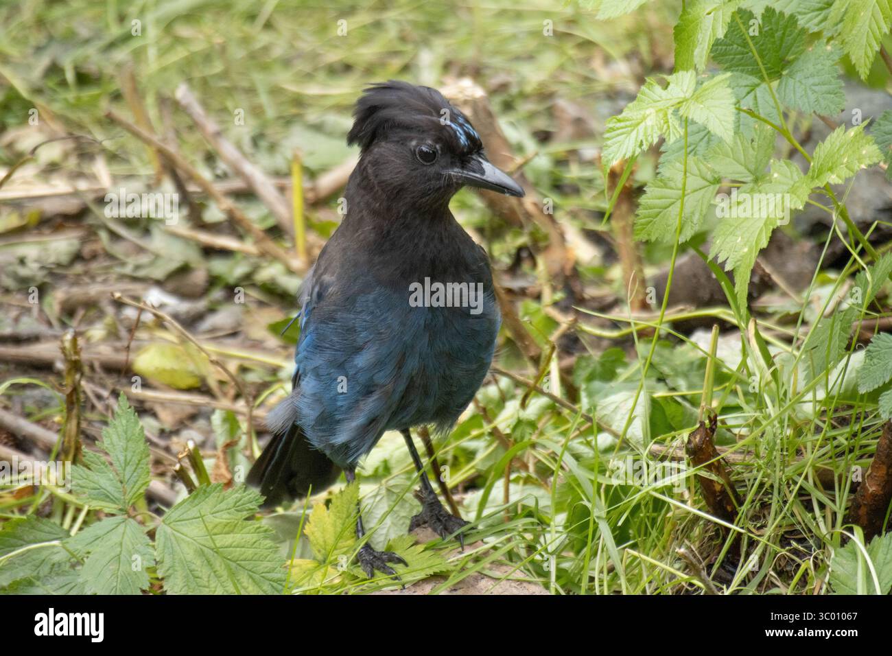Steller's Jay, Ketchikan, Alaska Banque D'Images