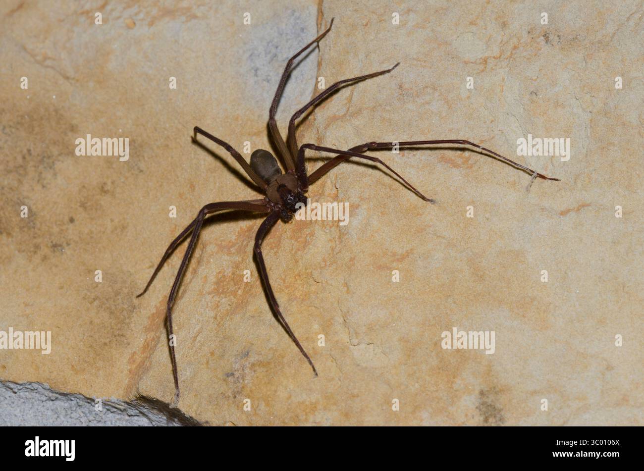 Brown recluse, Loxosceles reclusa, homme Banque D'Images