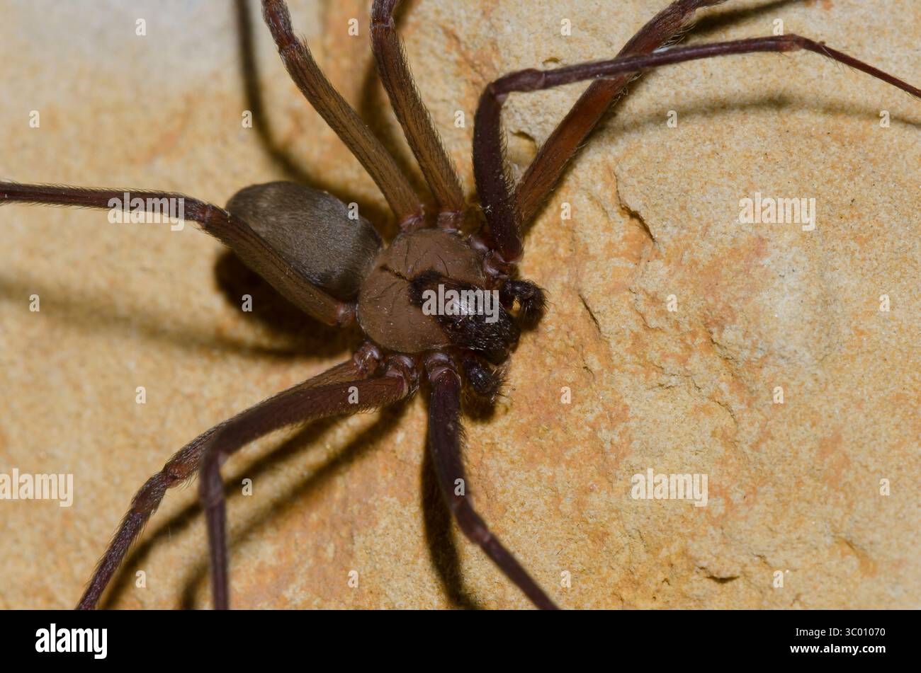 Brown recluse, Loxosceles reclusa, homme Banque D'Images