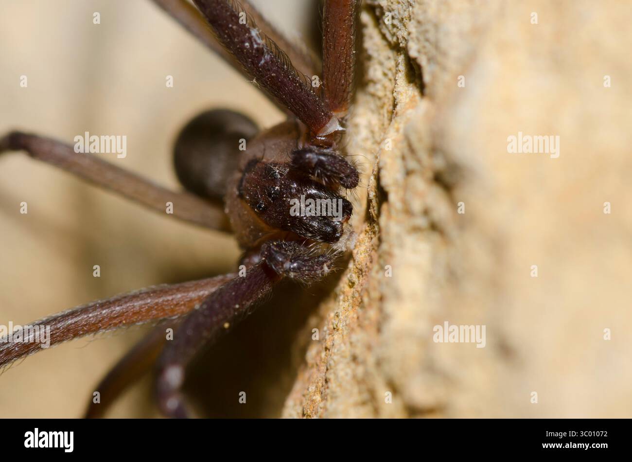 Brown recluse, Loxosceles reclusa, homme Banque D'Images