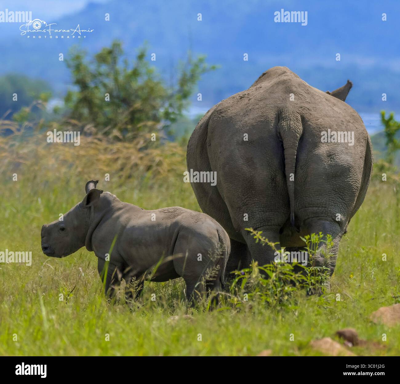Bébé rhinocéros ou veau rhinocéros avec mère à Pilanesberg pendant safari en Afrique du Sud Banque D'Images