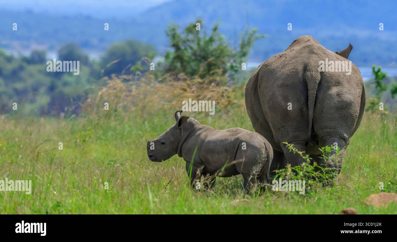 Bébé rhinocéros ou veau rhinocéros avec mère à Pilanesberg pendant safari en Afrique du Sud Banque D'Images