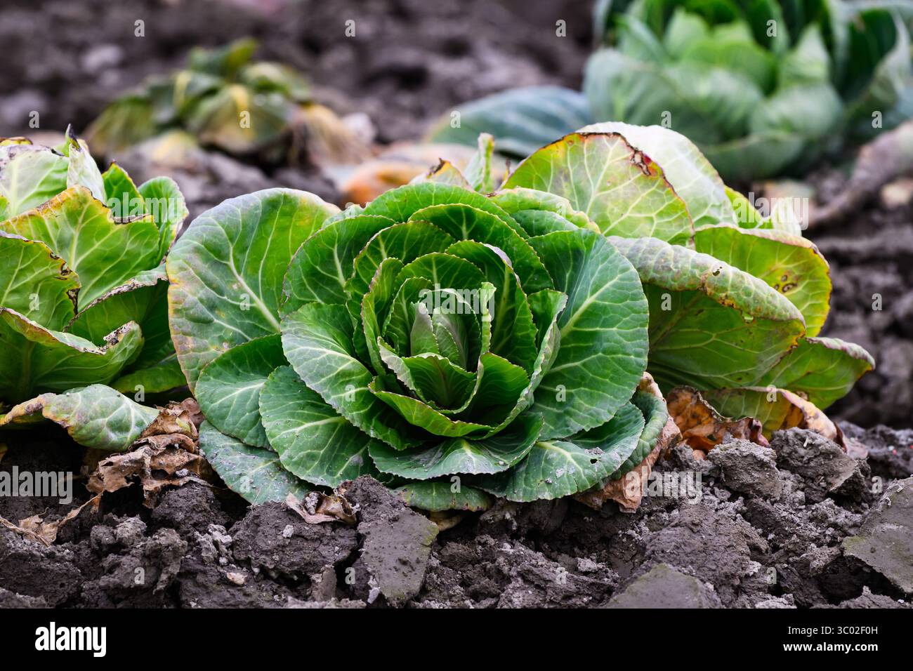 Gros plan de chou poussant dans le champ de ferme avec des feuilles vertes Banque D'Images