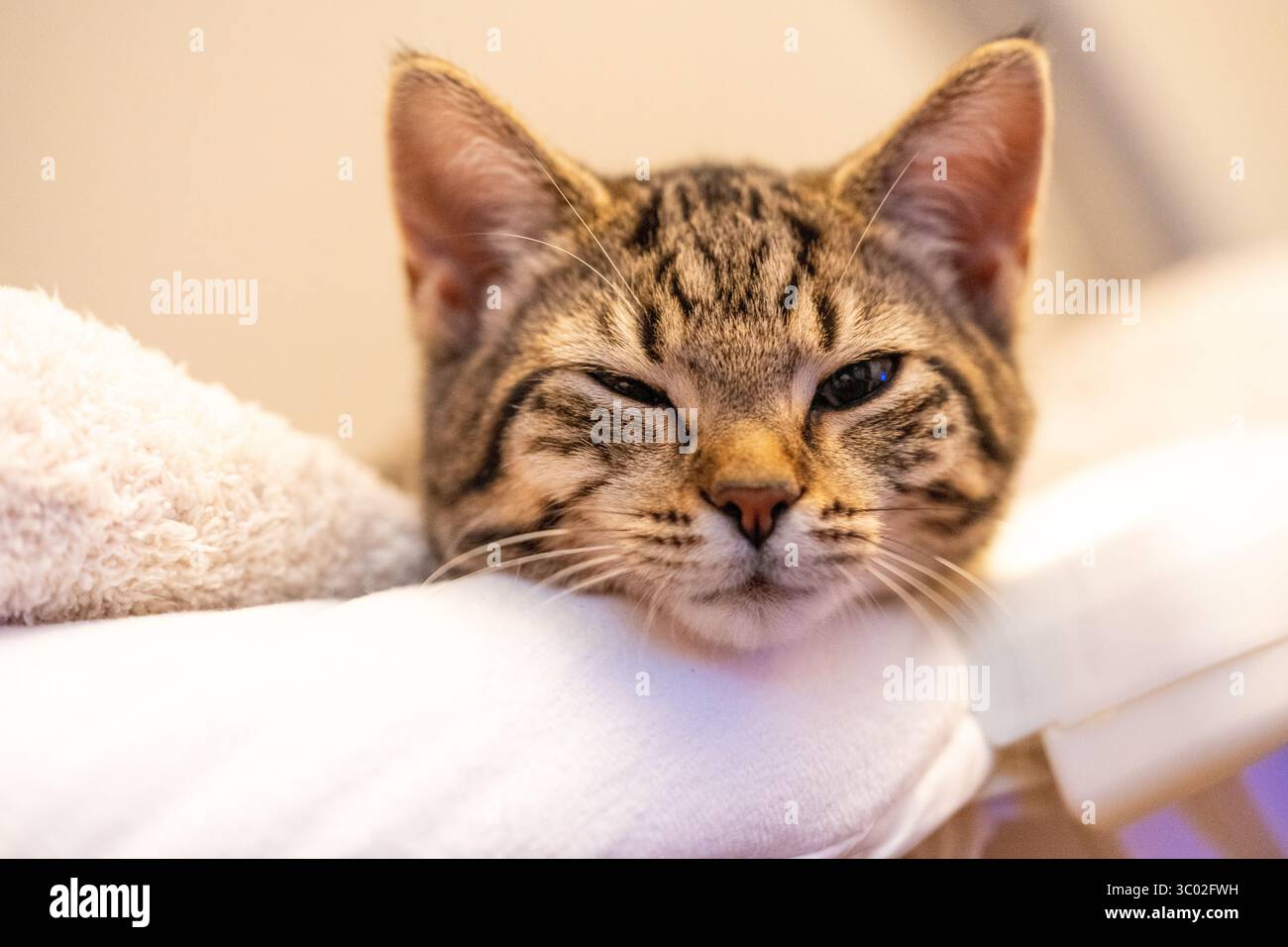 La patte du chaton Tabby s'étire doucement de la literie moelleuse, détendue dans un calme rêveur. Un moment calme et intime capturé dans la texture et la lumière. Banque D'Images