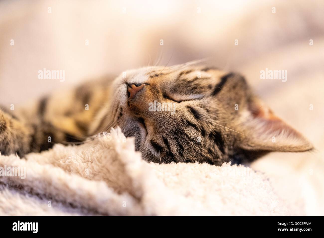 Chaton tabby endormi enroulé sur une couverture de bébé, les yeux fermés dans un confort profond. Un moment intérieur tendre de paix, de douceur et de repos tranquille. Banque D'Images