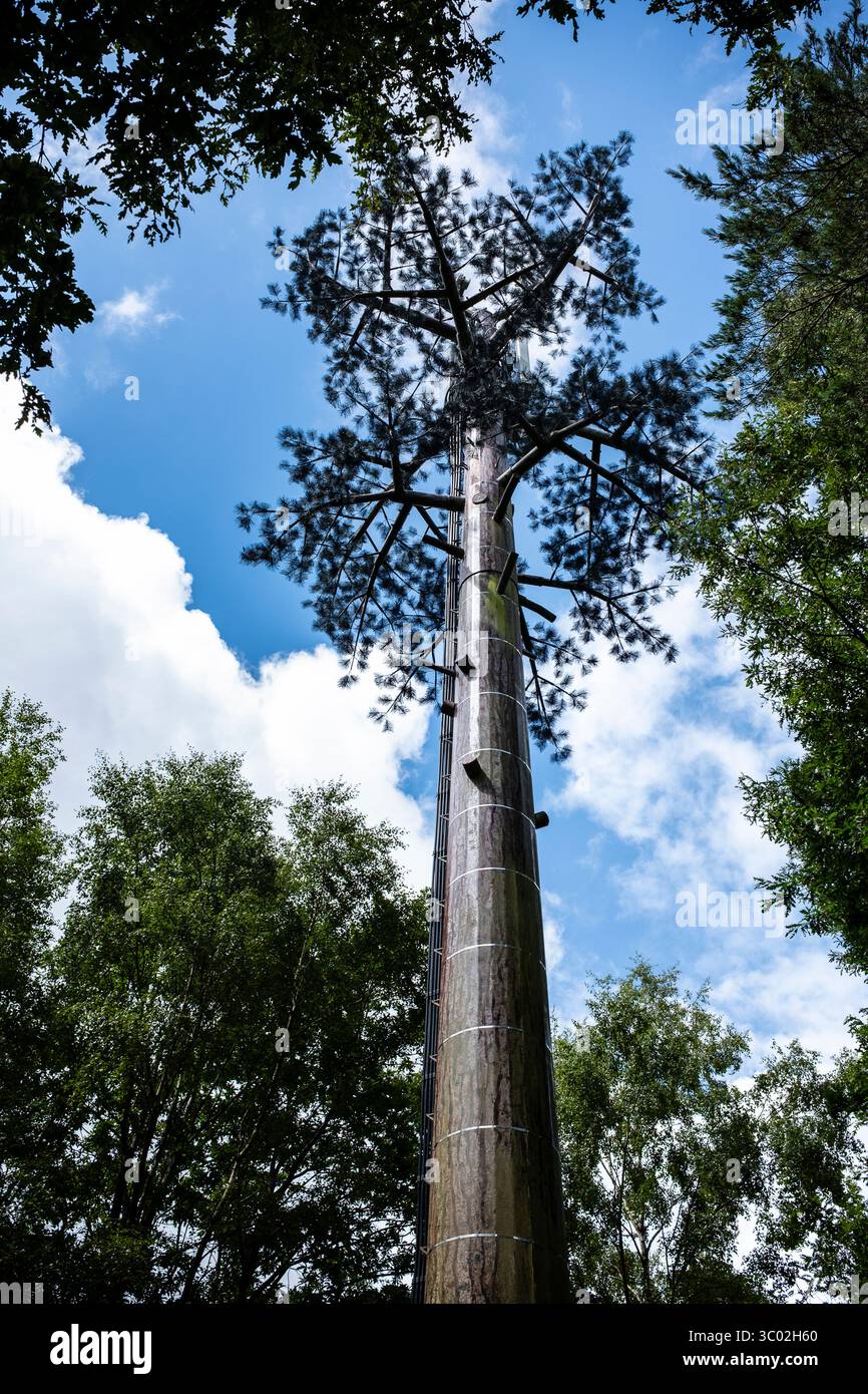 Tour de communication d'antenne pour téléphones mobiles déguiser et camoufler comme un arbre dans une forêt Banque D'Images