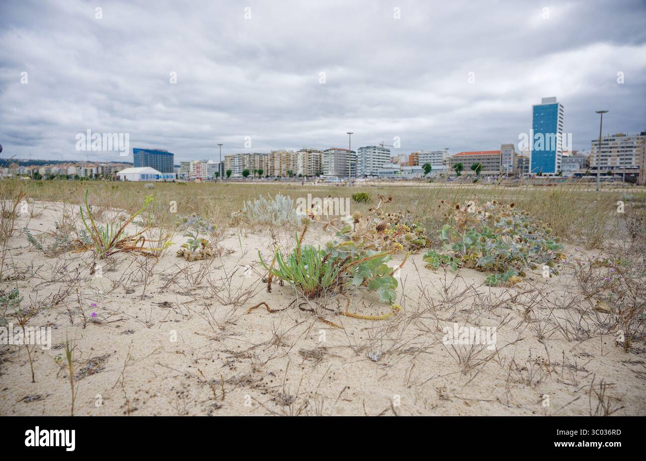 Plantes côtières sauvages poussant sur les dunes de sable près du front de mer de Figueira da Foz Banque D'Images