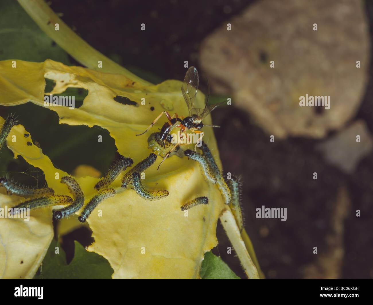 Guêpe parasitaire (Cotesia glomerata) injectant des œufs dans une grosse chenille blanche à papillons Banque D'Images