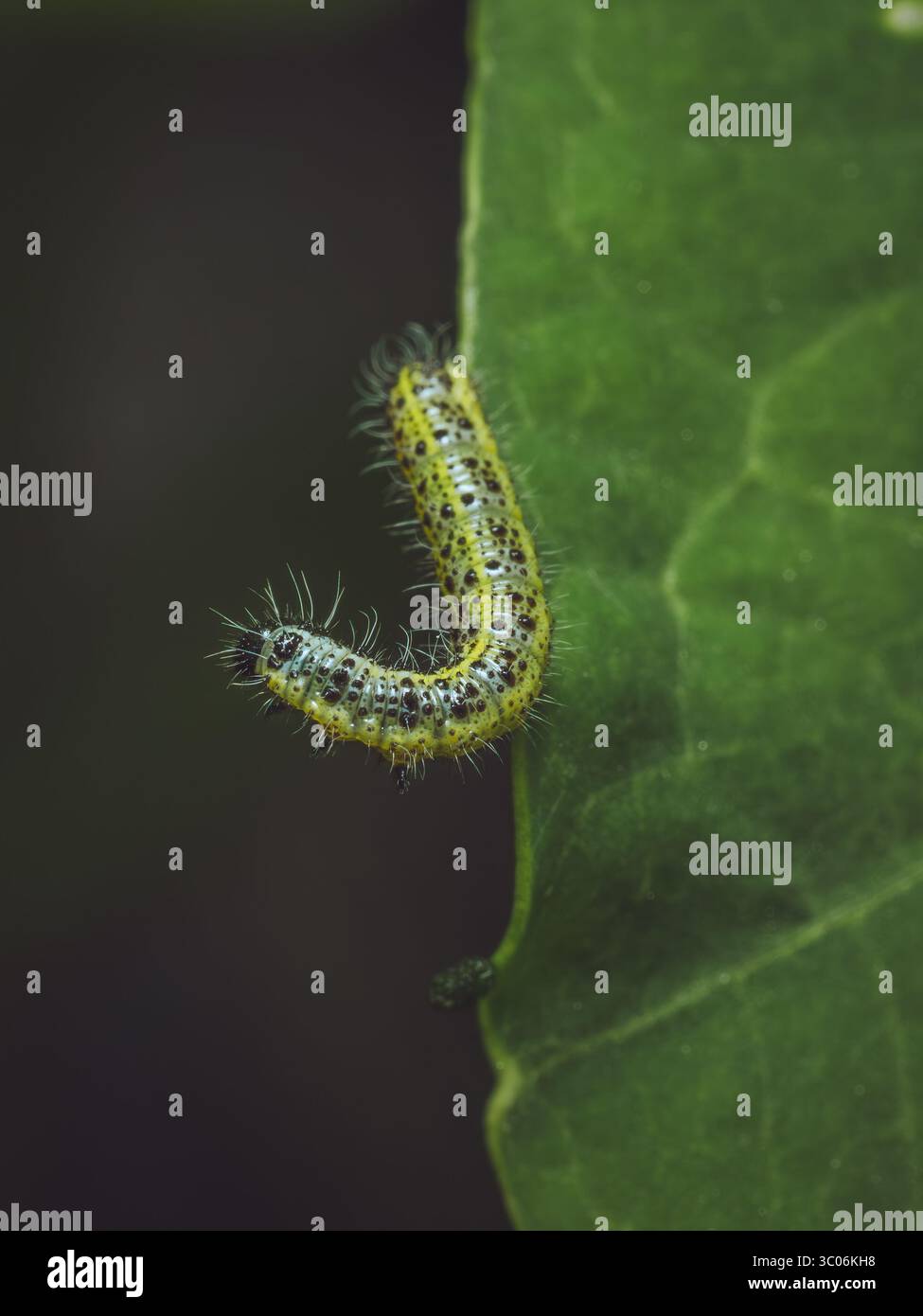 Une grosse chenille papillon blanche sur le bord d'une feuille de Nasturtium Banque D'Images