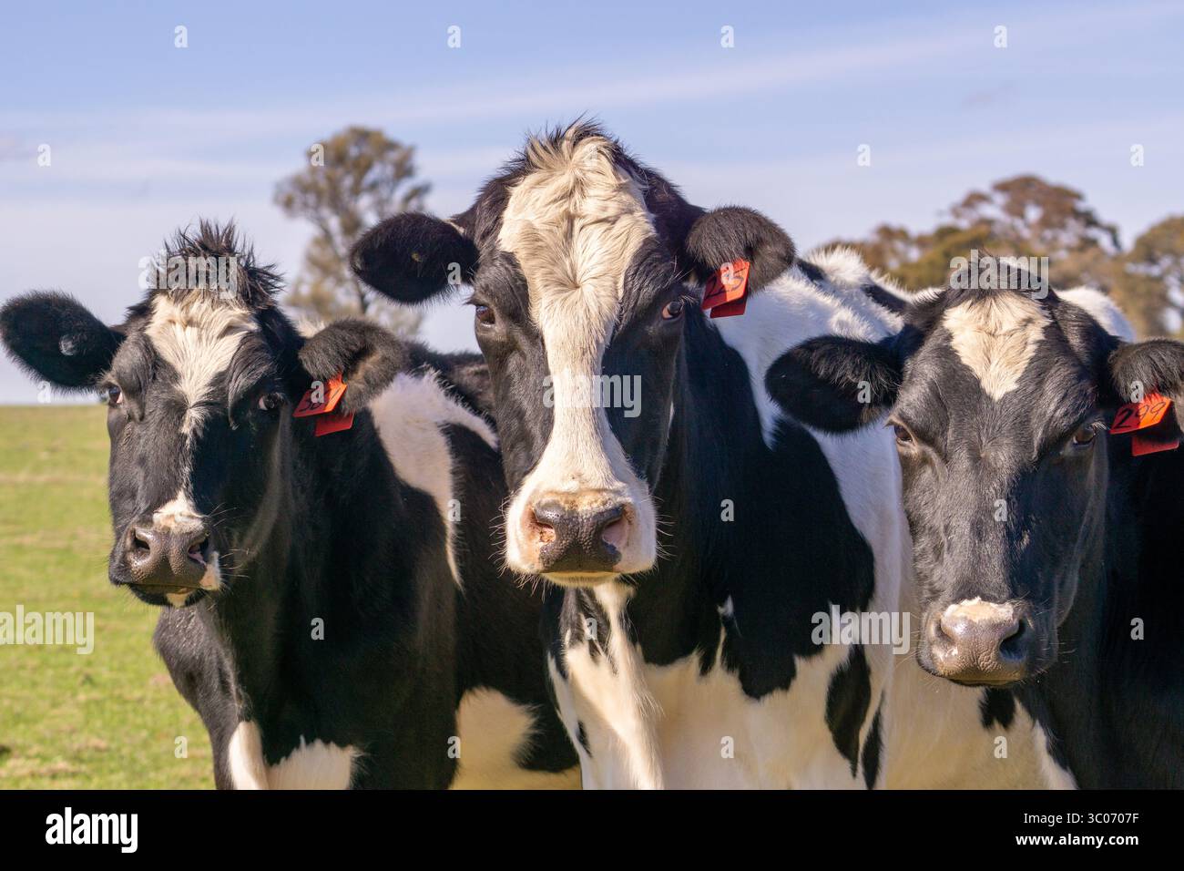 Gros plan de l'étiquette d'oreille d'identification de bétail électronique (micropuce) et de l'étiquette d'oreille de bétail de Dewlap, attachée aux oreilles de vaches laitières frisonnes Holstein Banque D'Images