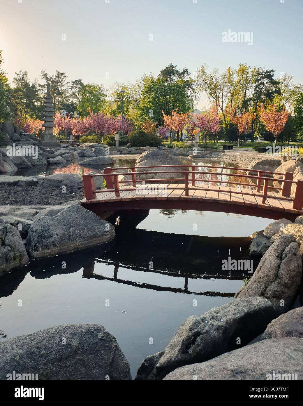 Passerelle en bois au-dessus d'une nacelle dans le jardin japonais. Fleurs d'arbres sakura reflétant dans l'eau lisse d'un petit lac entouré de gros rochers. Banque D'Images