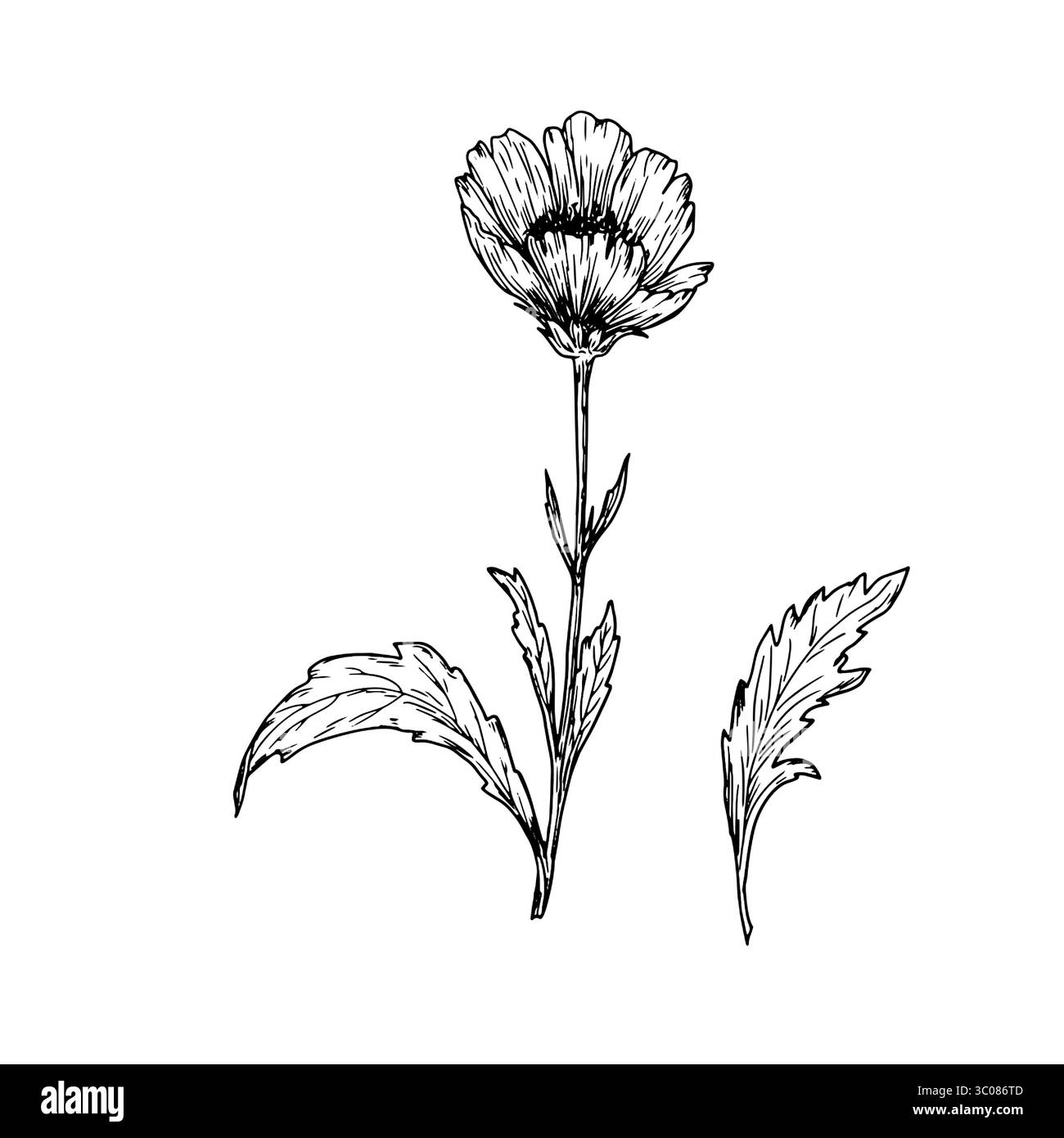 Fleurs sauvages avec des feuilles, croquis noir et blanc. Illustration vectorielle. Coquelicot ou anémone, herbe isolée sur fond blanc. Thème de la nature, printemps Illustration de Vecteur
