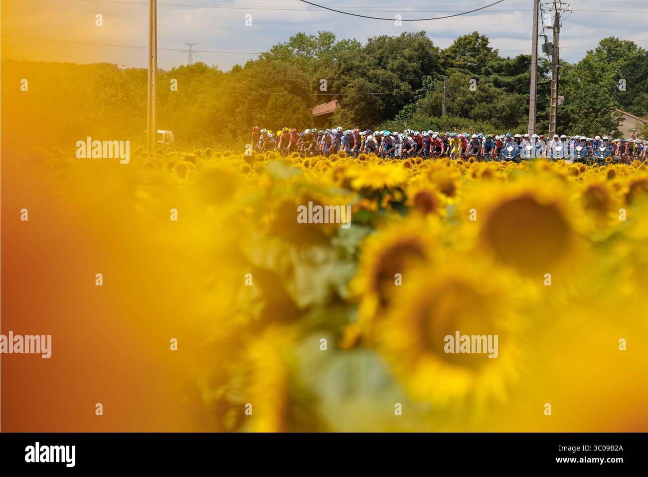 Tour de France 2025, étape 15, Muret à Carcassonne. Sunflowesr alors que le peloton passe. Crédit : Peter Goding/Alamy Live News Banque D'Images