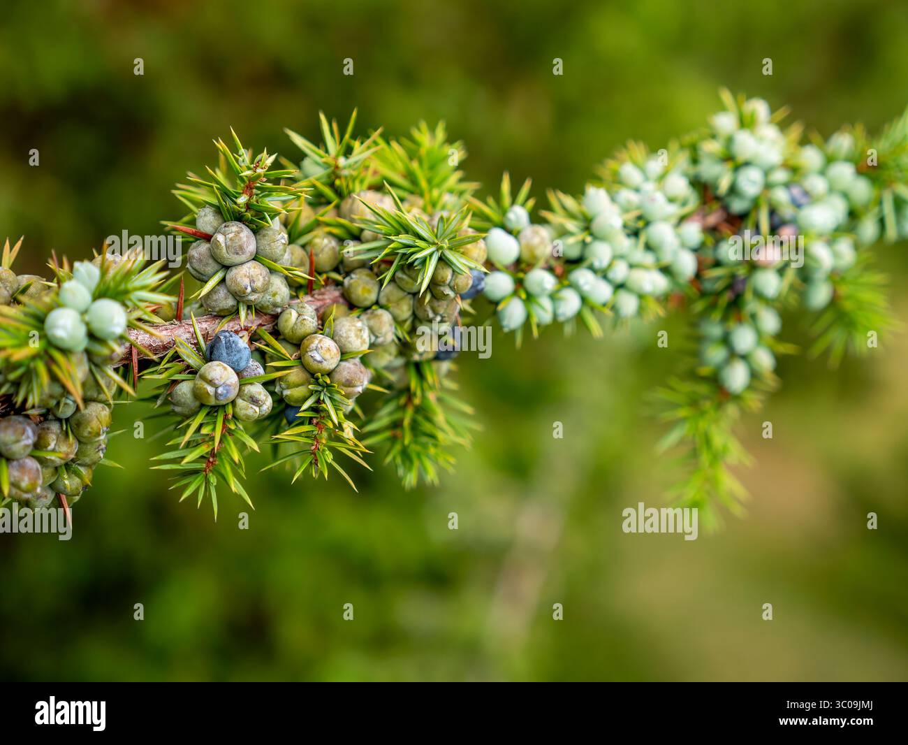 Les fruits du genévrier commun (Juniperus communis) comme image de fond. Le flou du fruit est intentionnel. Prise dans le Altmühltal près de Ei Banque D'Images