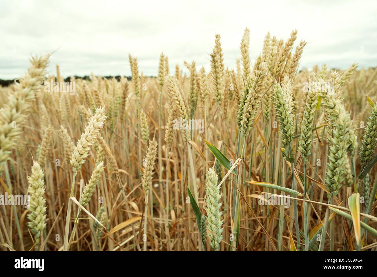 Champ de blé doré en été, cultures rustiques dans la campagne rurale Banque D'Images