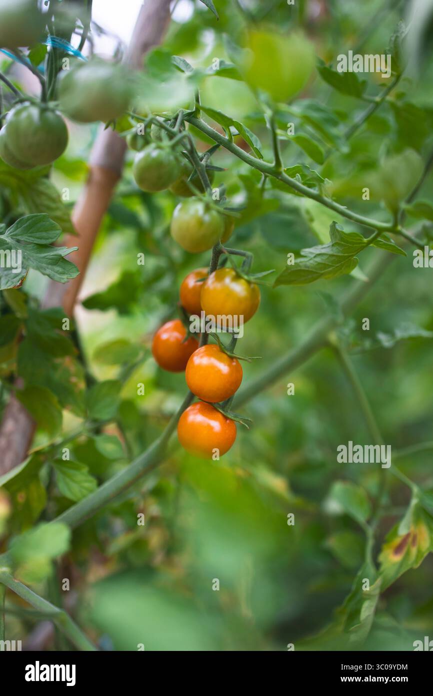 Tomates cerises mûres et non mûres poussant sur la vigne dans le jardin Banque D'Images