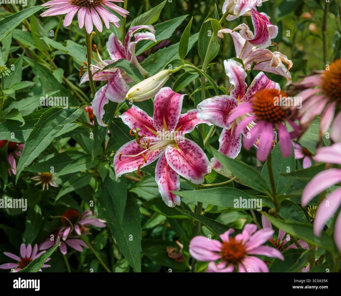 Grappe de lys Stargazer dans le jardin arrière entouré de coneflowers roses Banque D'Images