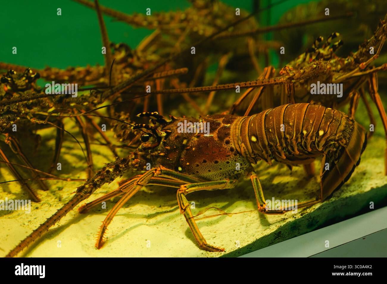 Gros plan de homards regroupés sur le plancher du réservoir sous un éclairage vert Banque D'Images