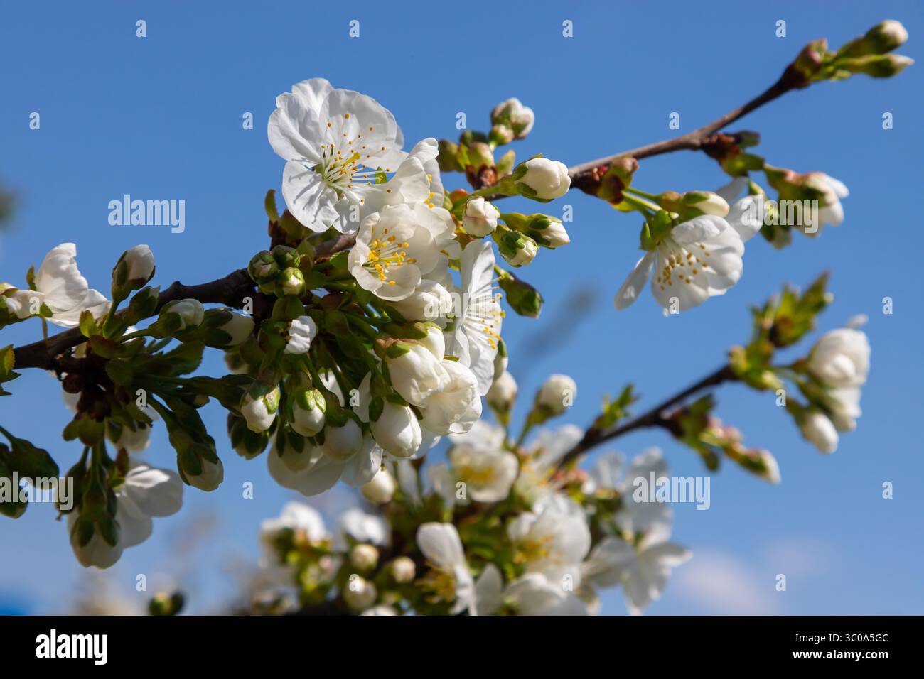 Foyer sélectif de belles branches de cerisiers en fleurs sur l'arbre sous ciel bleu, belles fleurs Sakura pendant la saison de printemps dans le parc, Floral Banque D'Images